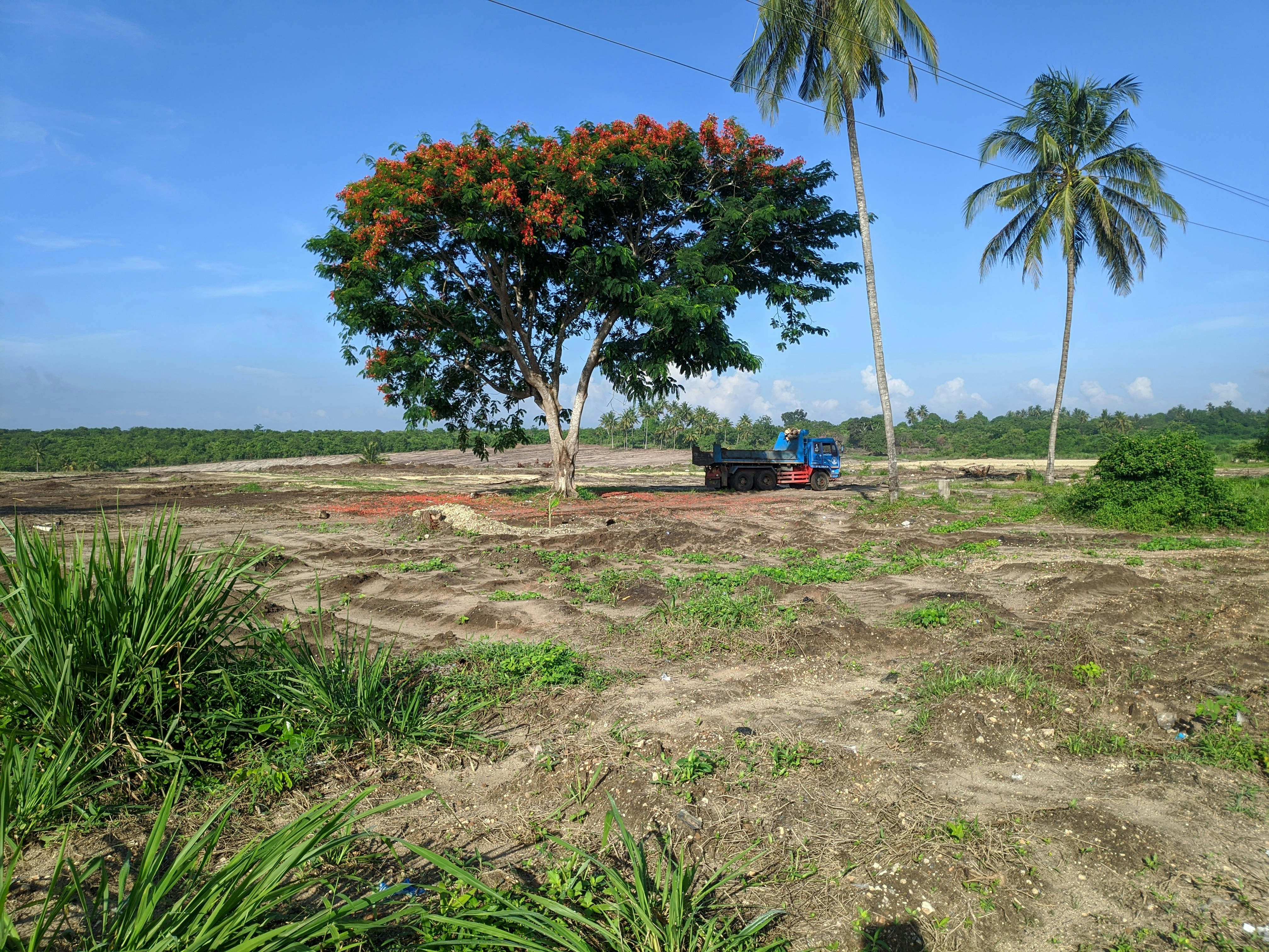 インドネシア、スマトラ島のパーム油プランテーション