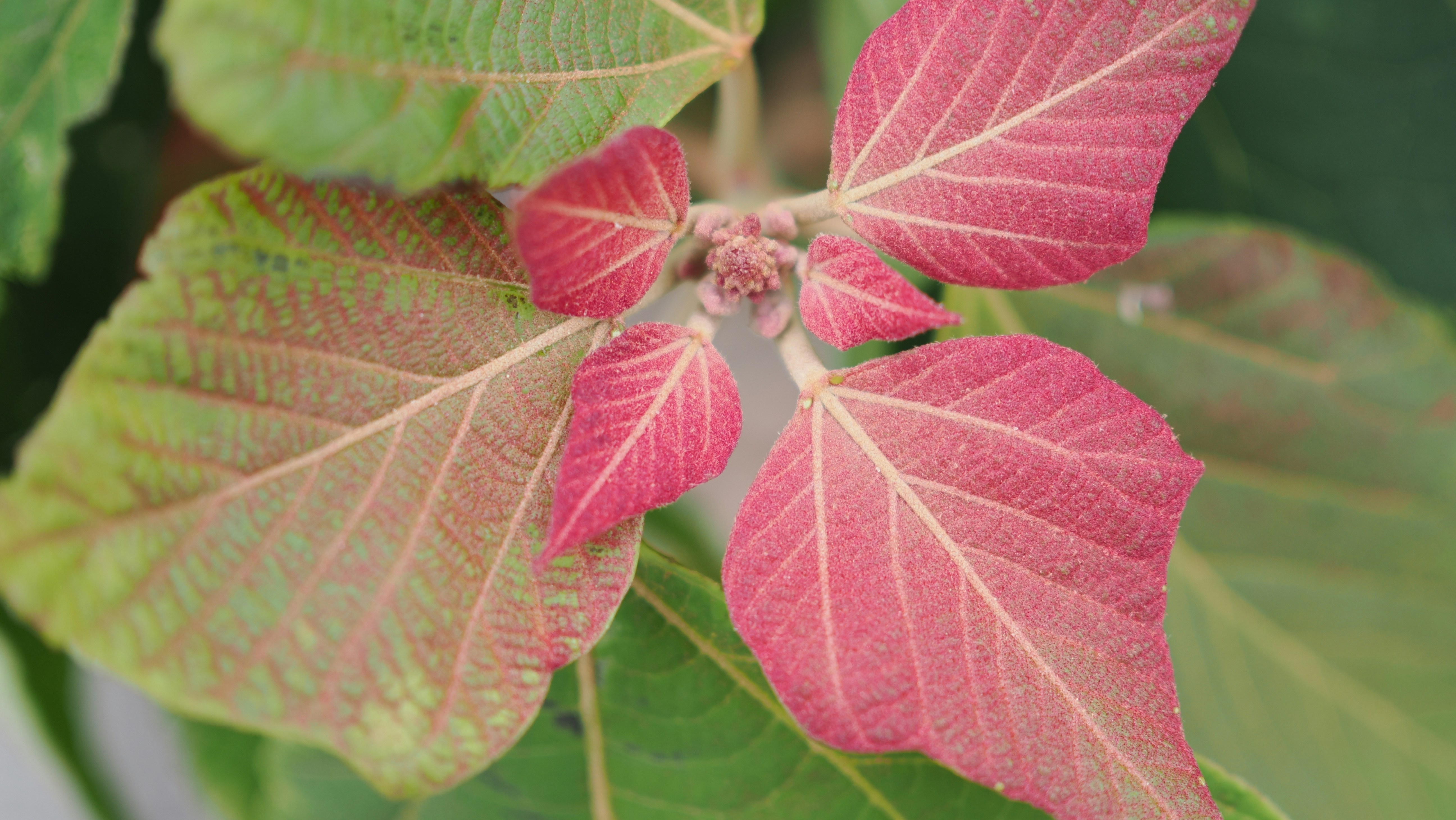子供たちが公園で木を植えている様子