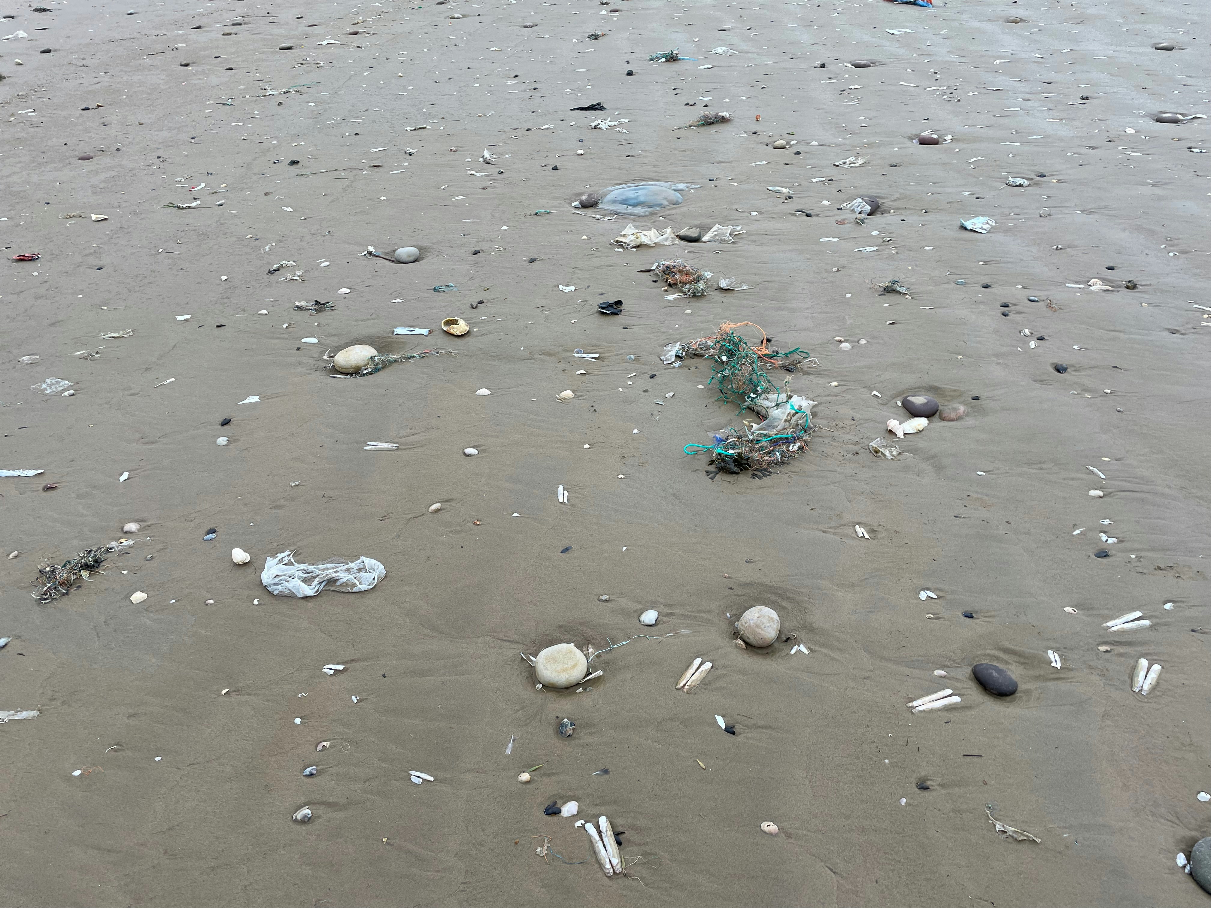 海岸で清掃活動を行う人々の写真