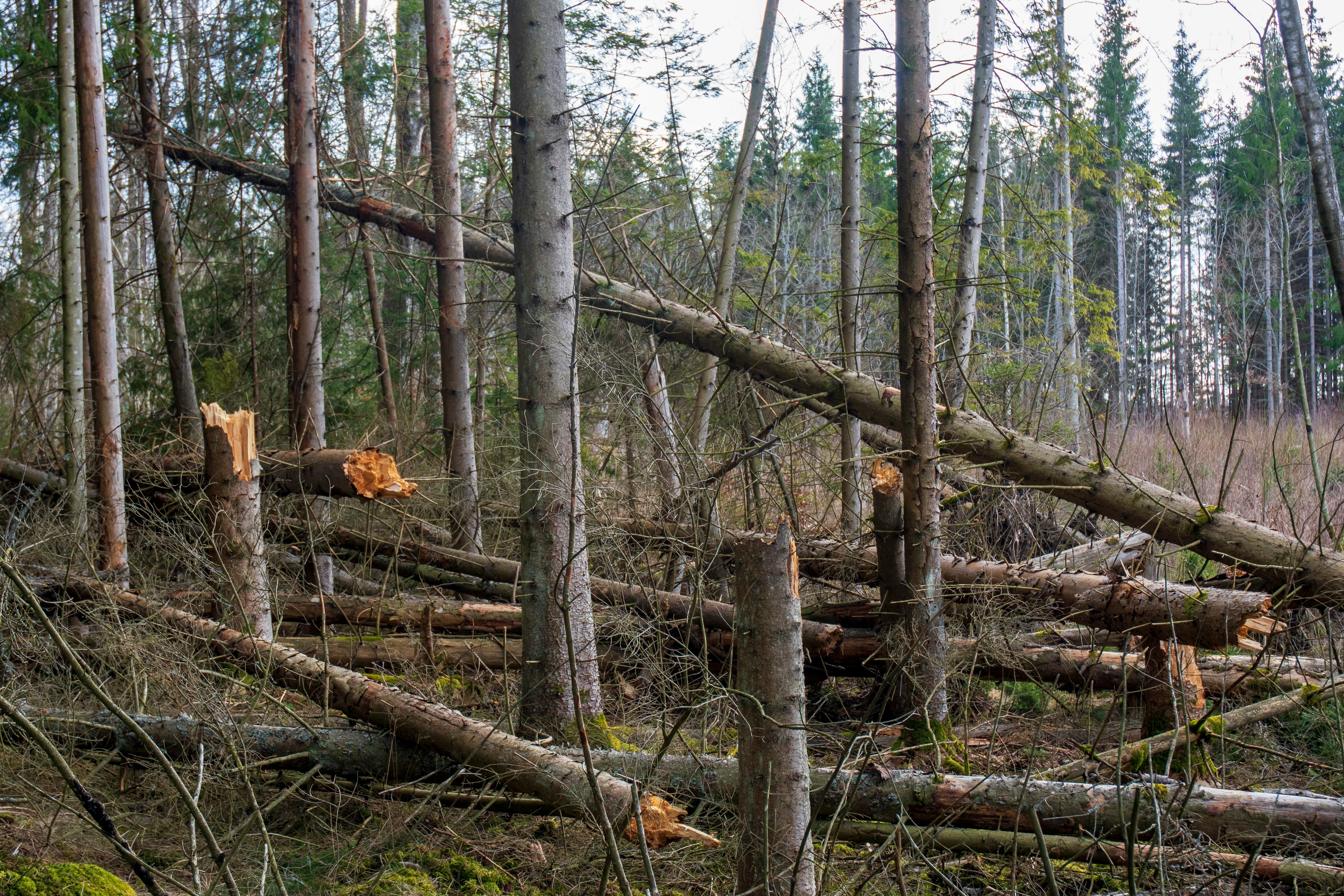 防災リュックの中身のイメージ写真（水、食料、懐中電灯、ラジオなど）
