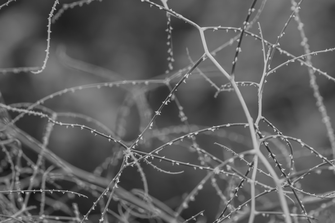 市民参加型の植林活動の様子