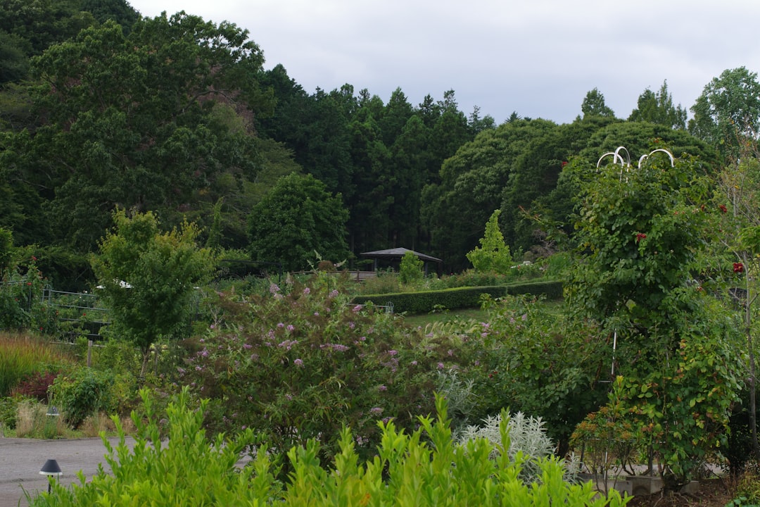 東京都庁舎と周辺のアスファルトに覆われた道路、緑地の少ない状況を捉えた俯瞰写真