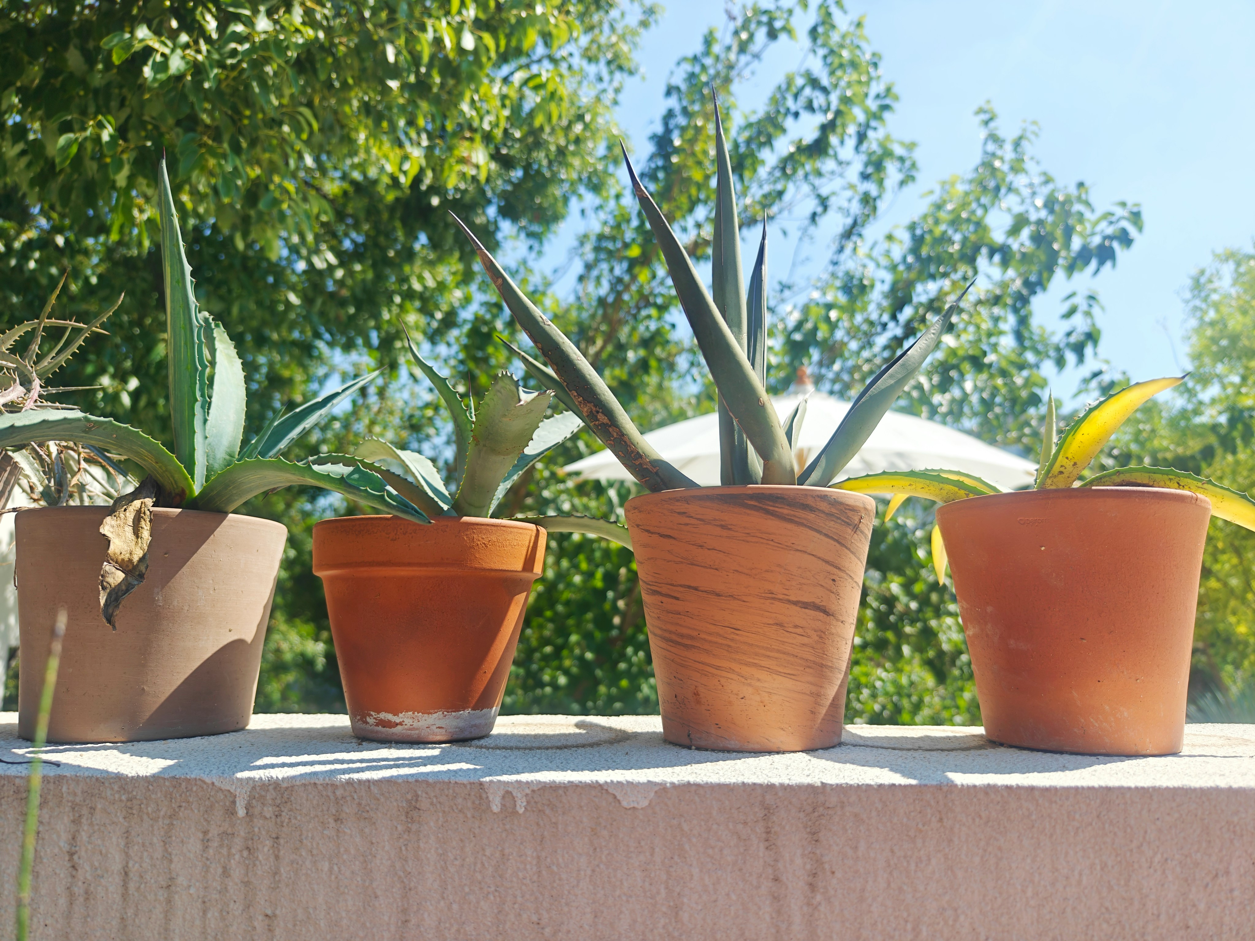 シンガポールの「ガーデンズ・バイ・ザ・ベイ」の夜景
