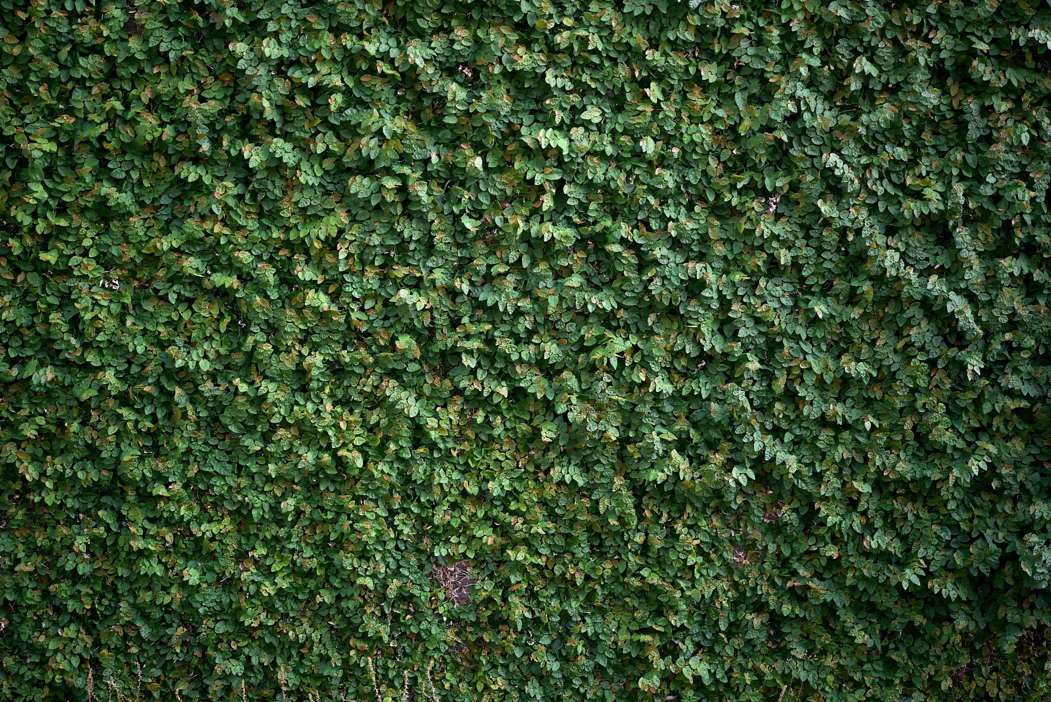 東京都庁舎の屋上庭園「ふれあいガーデン」の様子