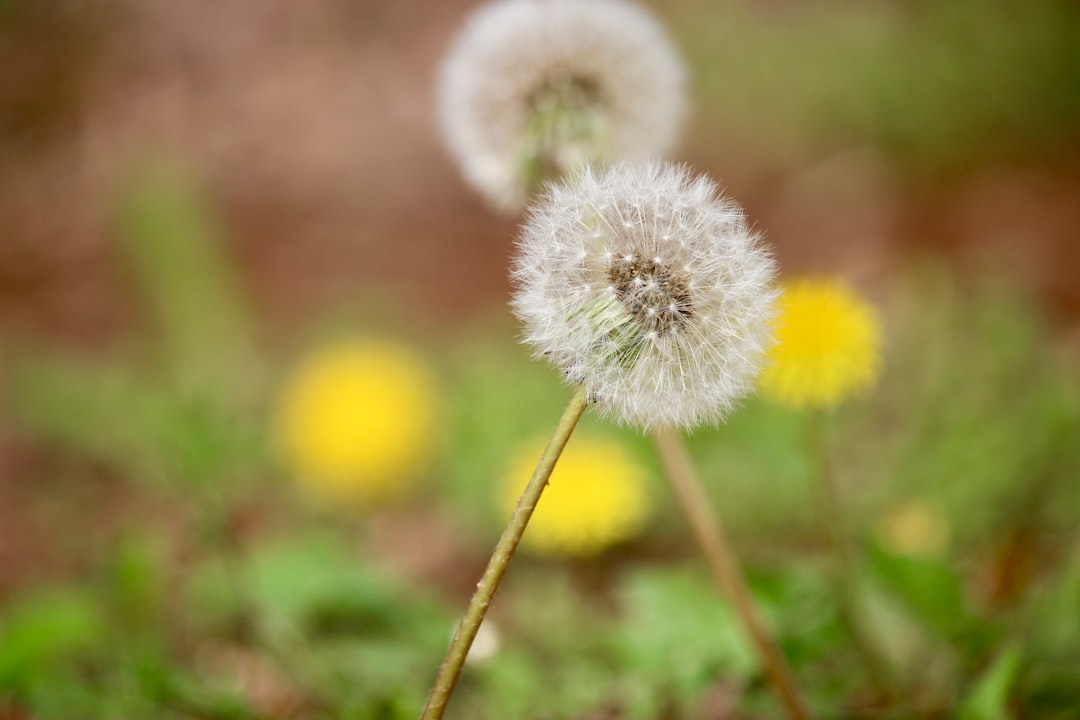 サヘル地域で砂嵐が吹き荒れ、家や農地が砂に埋もれている様子